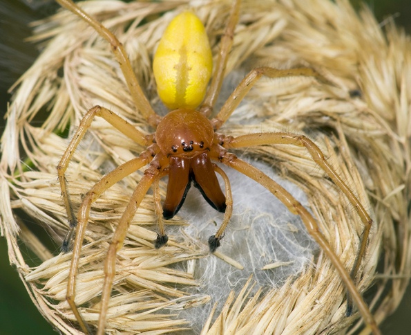 самый ядовитый паук в мире