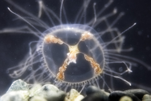 медуза крестовичок