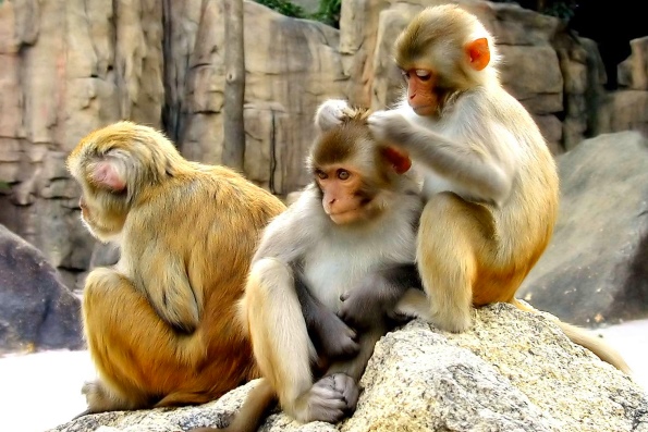 Интересные факты из жизни обезьян