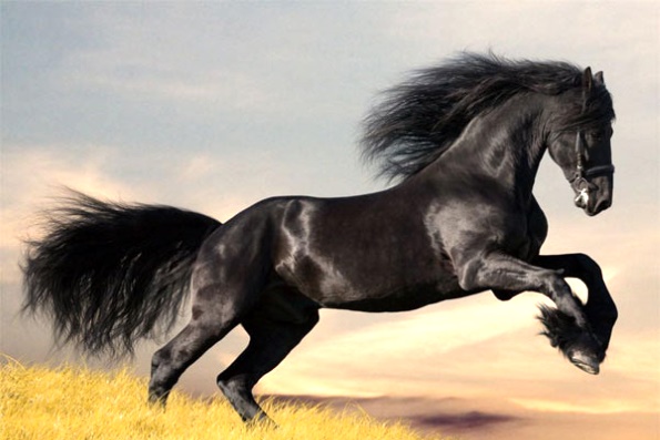 Самый большой конь в мире