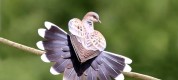 интересные факты о голубях