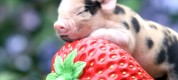 интересные факты о свиньях