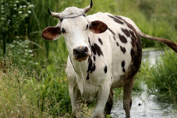 зачем корове рога