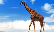 Cамый высокий жираф в мире