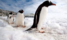 интересные факты о пингвинах