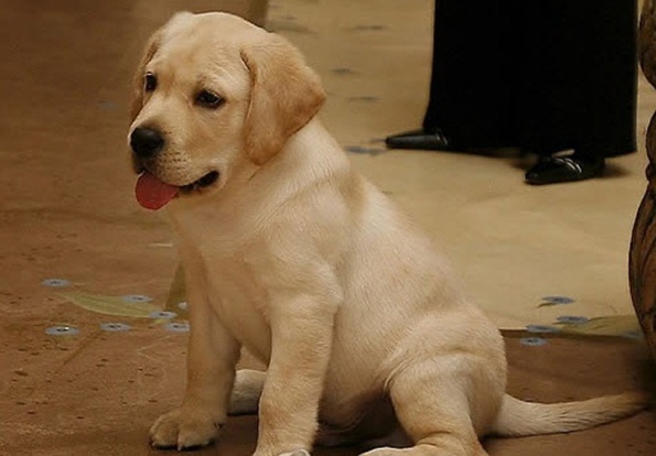 Дог Ланселот - одна из самых дорогих собак в мире