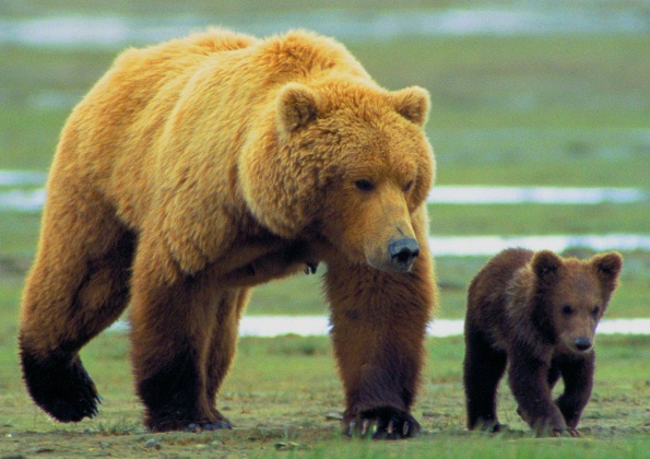 интересные факты о медведях