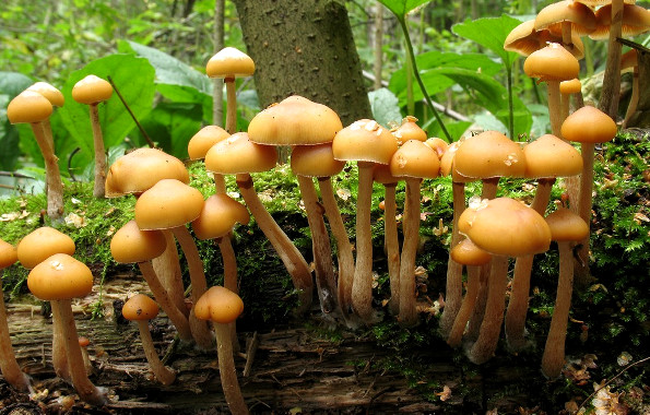Самые опасные грибы