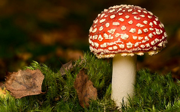 Самые опасные грибы