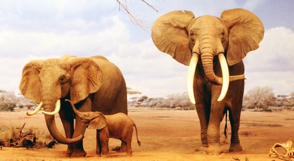 Самое большое животное Африки - слон
