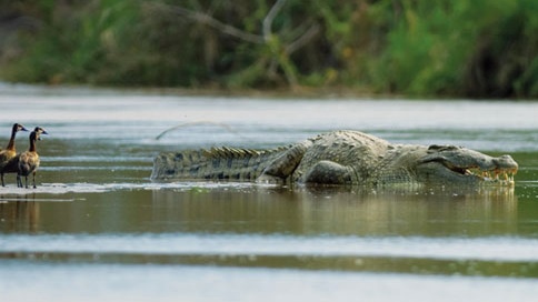 Самое страшное животное Африки - крокодил густав