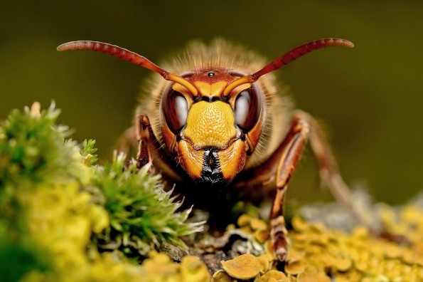 Самые опасные насекомые в мире