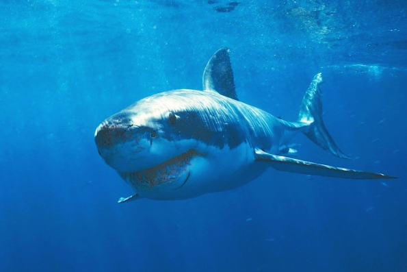 самая опасная большая белая акула