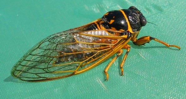 муха це це - самое опасное животное африки