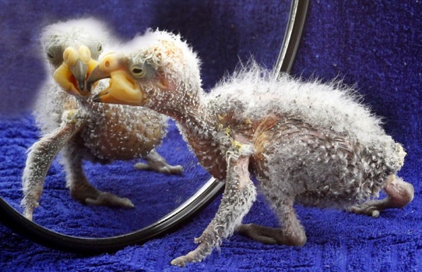 новорожденный попугай Кеа
