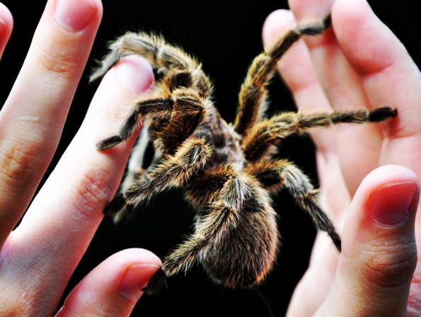 интересный факт о пауке тарантуле