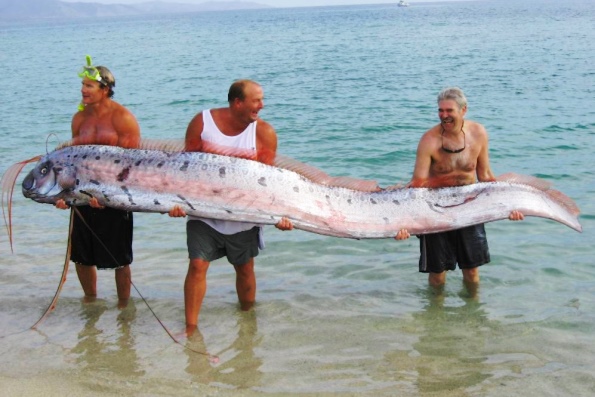 Самая длинная рыба в мире