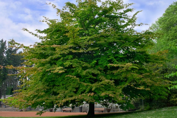 Самое крепкое дерево в мире - железное