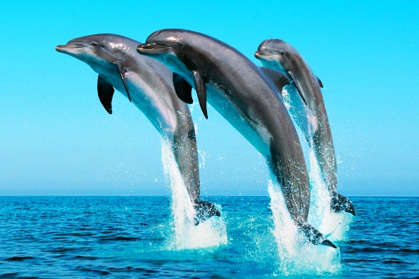 Самые интересные факты о дельфинах