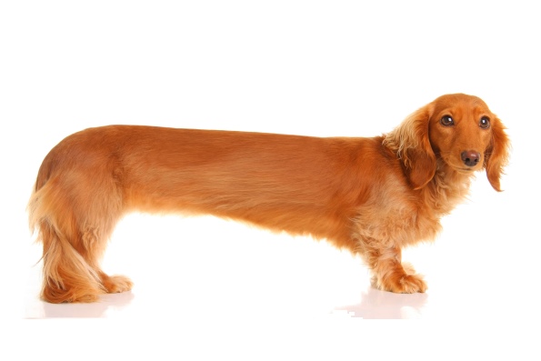 Самая длинная порода собак