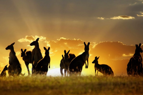 Экзотические животные Австралии