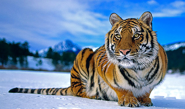 интересные факты об амурском тигре