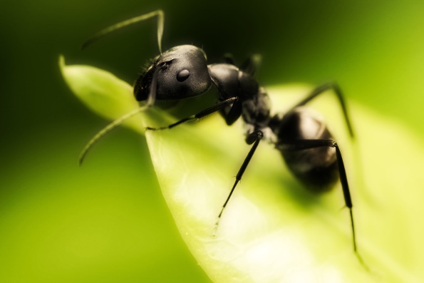 Самое интересное о муравьях