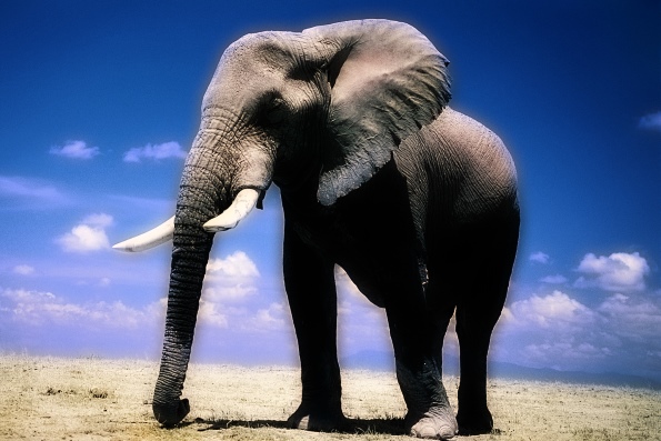 Символом чего является слон