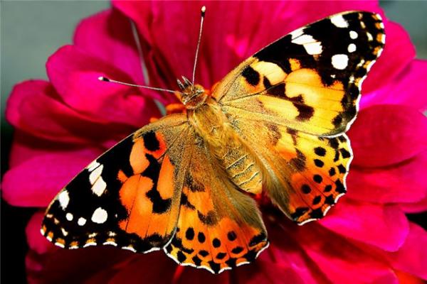 Почему бабочка так называется