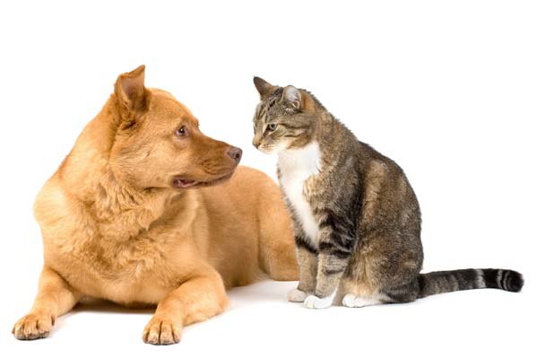 Кто умней: кошки или собаки?