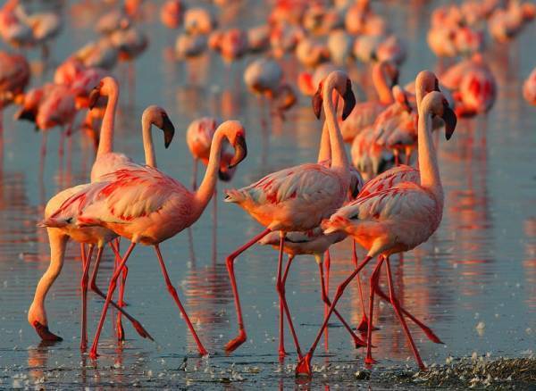 Почему фламинго розового цвета