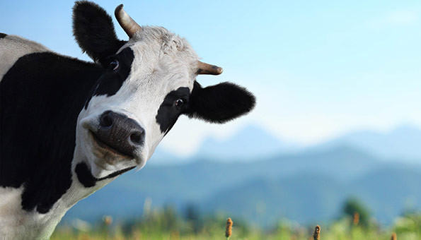 интересные факты о коровах