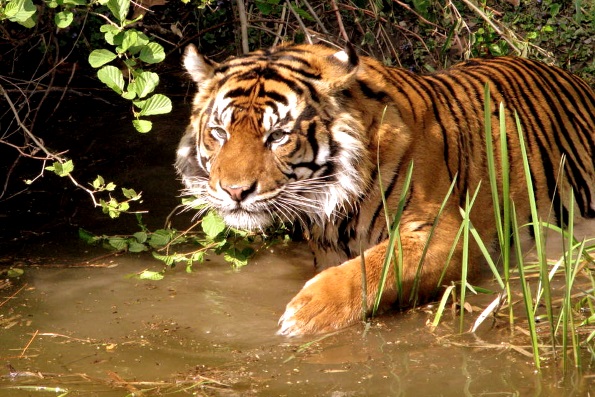 интересные факты о тиграх