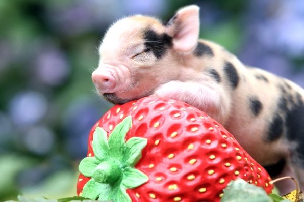 интересные факты о свиньях