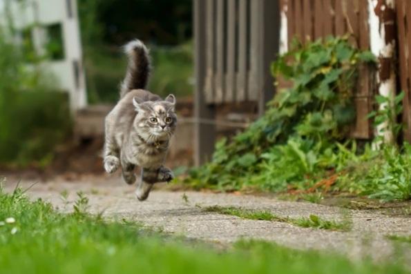 Самые быстрые дикие кошки в мире - ТОП 10