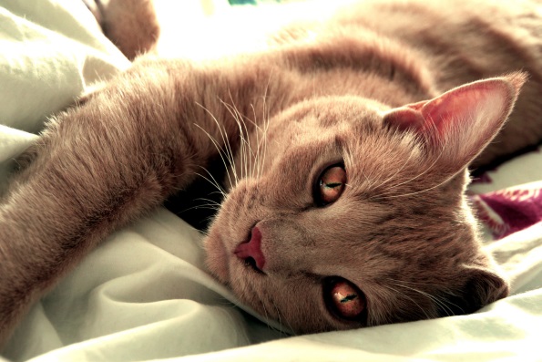 Зачем кошки мнут лапами одеяло - Интересные факты