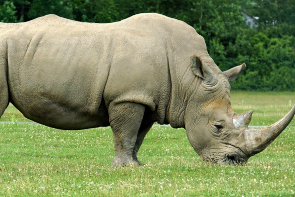 Зачем носорогу рог