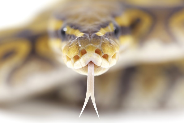 Зачем змеи высовывают язык