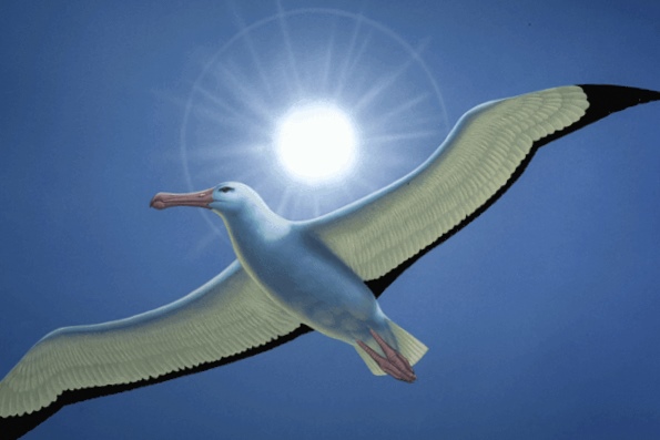 Птица альбатрос - Интересные факты