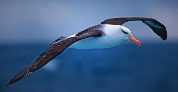Птица альбатрос - Интересные факты