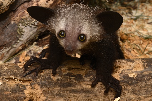 Мадагаскарская руконожка (Ай-ай)