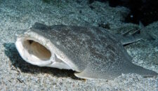 Морской Ангел (акула)