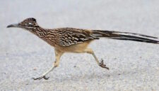 Дорожный бегун (Калифорнийская земляная кукушка)