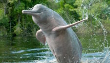 Речной дельфин