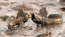 Илистый прыгун