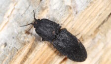 Жук Щелкун (Проволочник)