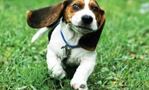 Самые большие в мире уши