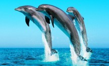 Самые интересные факты о дельфинах