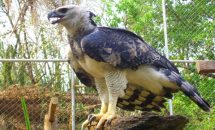 Самая сильная птица в мире