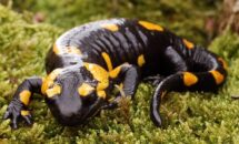 О Саламадре